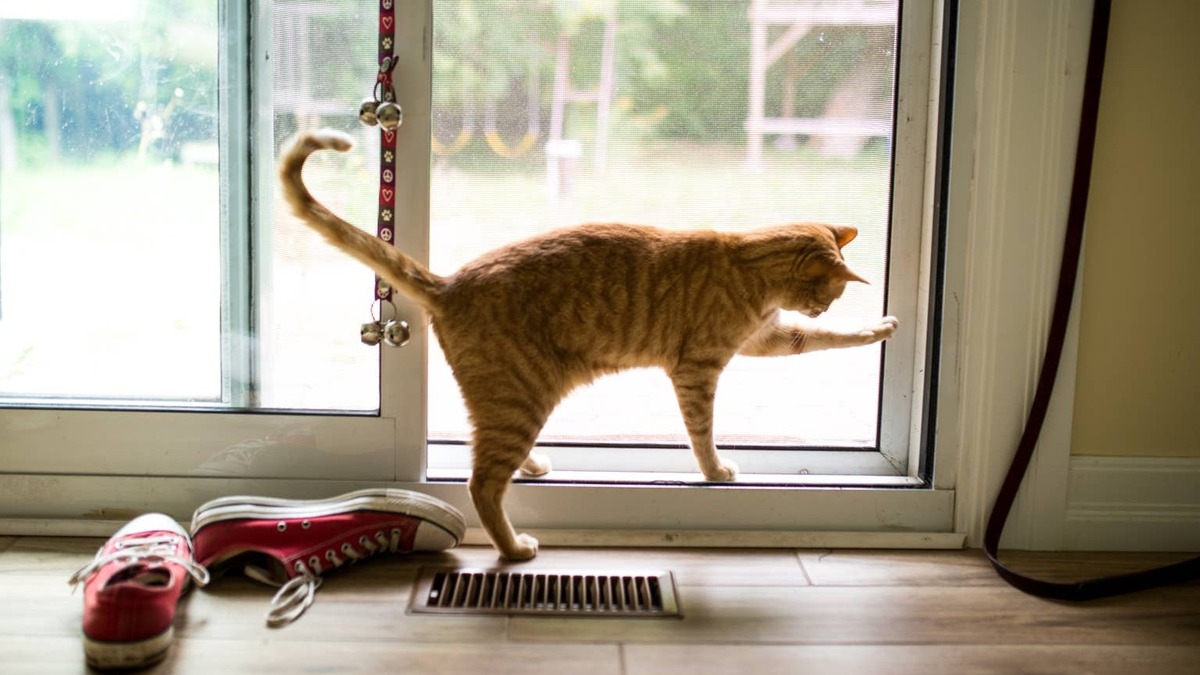 Orange cat tries to open patio door to go outside.