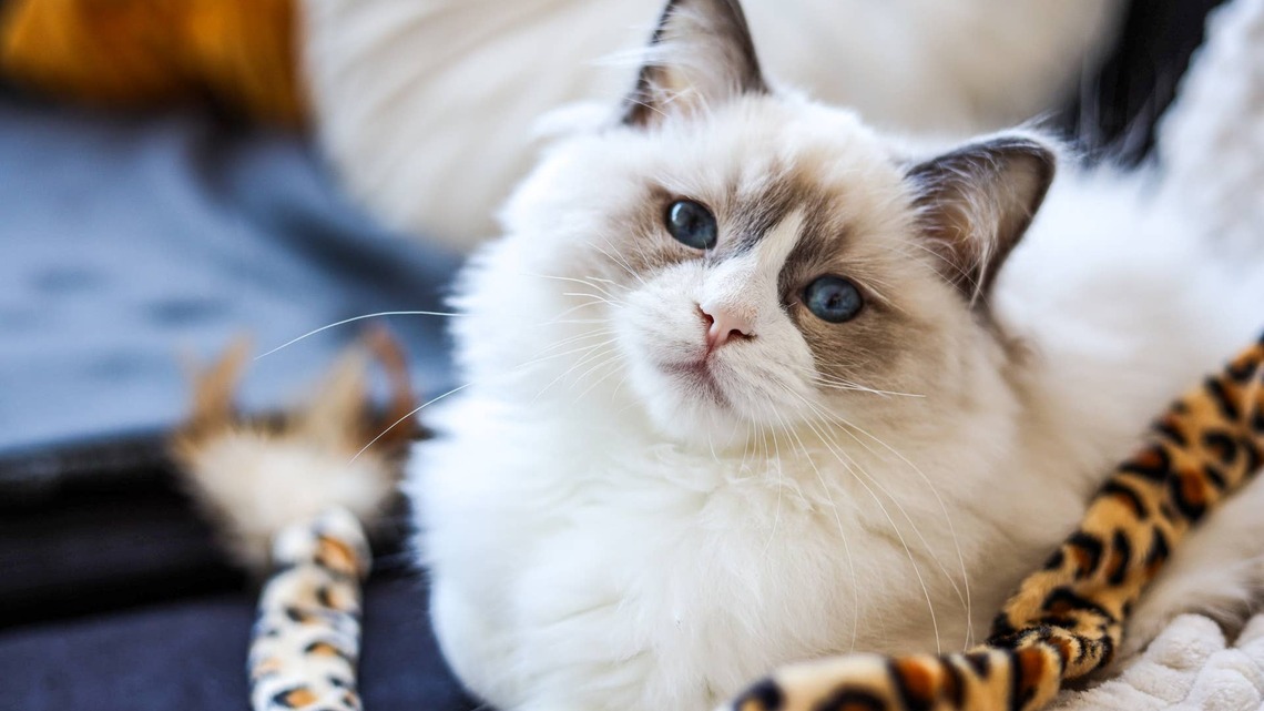 This Ragdoll Cat's Movie-Night Piano Performance Deserves a Standing Ovation