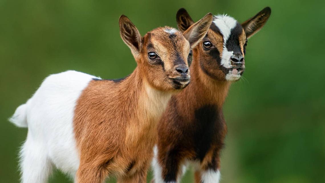 pygmy goats.