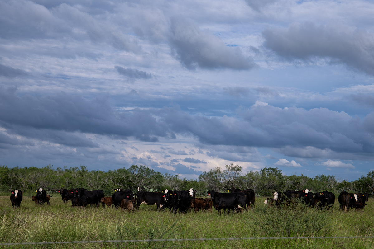 A herd of cattle graze pasture on Susan Storey Rubio and DJ Rubio’s multi generational 11,000 acre ranch, two days after the U.S. Department of Agriculture confirmed that New World screwworm was detected in a Texas calf in Zavala County, in Cotulla, Texas, U.S. June 5, 2026.  REUTERS/Kaylee Greenlee