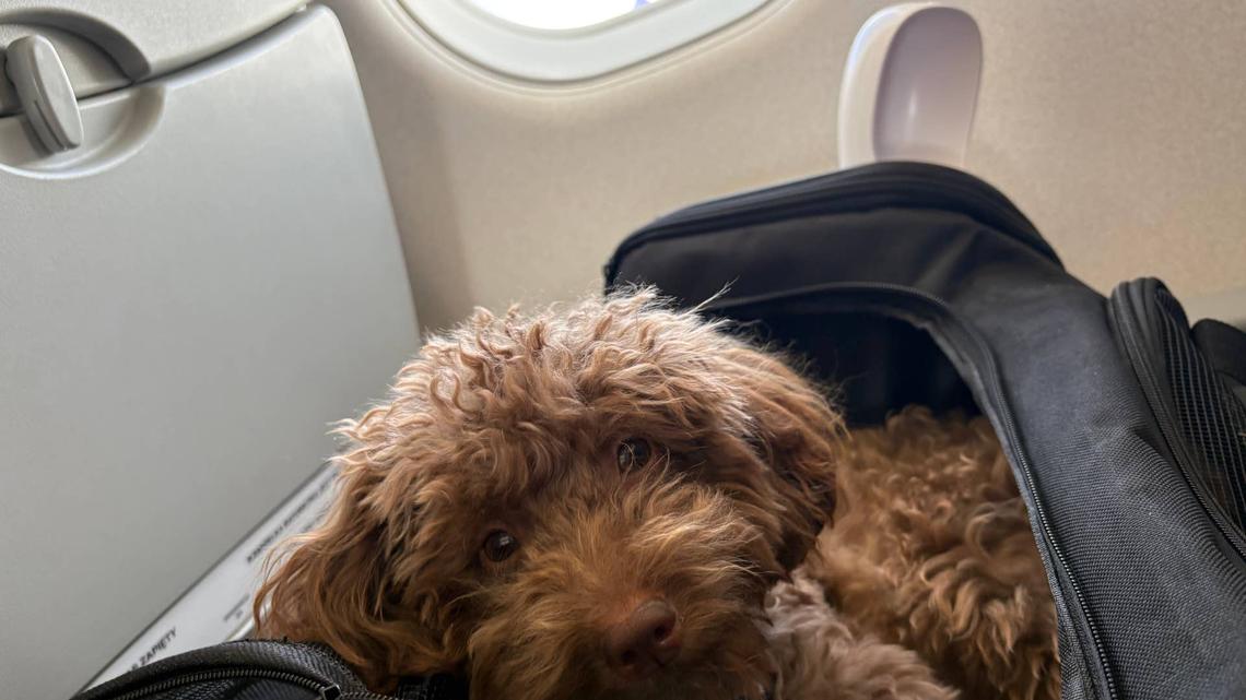 This Chic Dog Parent Tote Looks Straight Out of Downtown Manhattan 