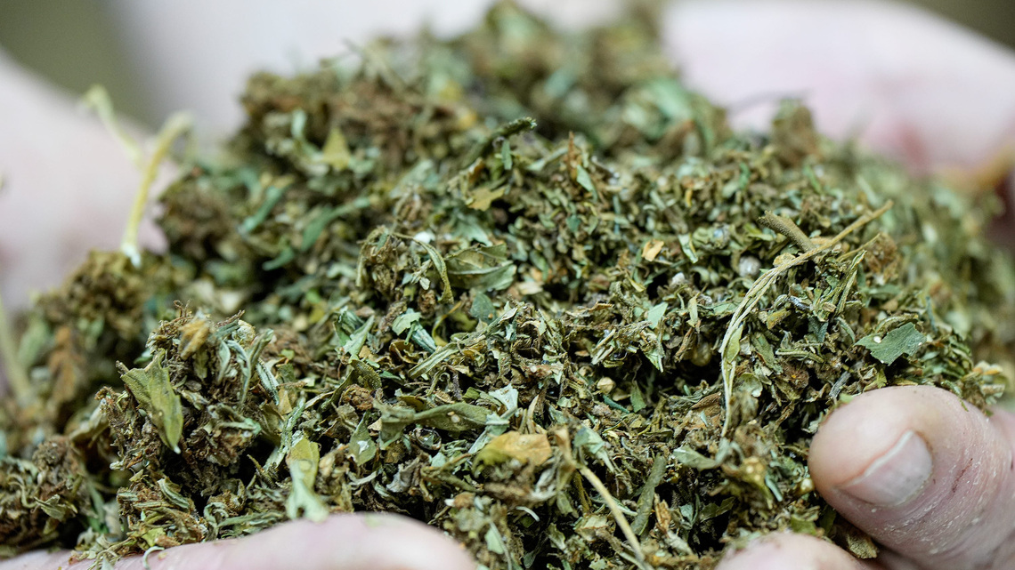 Rand Paul supports Senate move to delay hemp ban but wants more action 