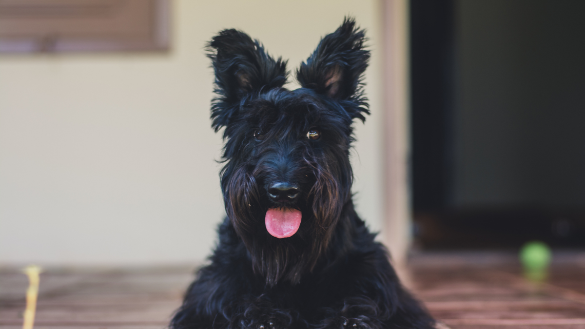 Scottish Terrier ‘Becomes a Cat' After Discovering a Red Dot on the Floor 