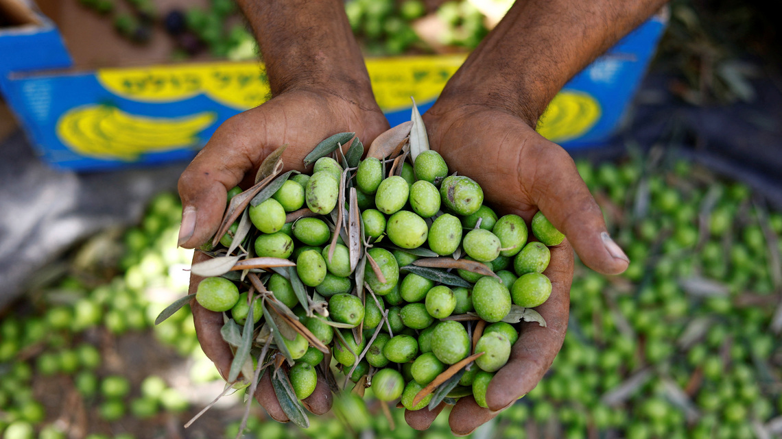 Gazans harvest dregs of olive groves bulldozed and cut off by Israel 