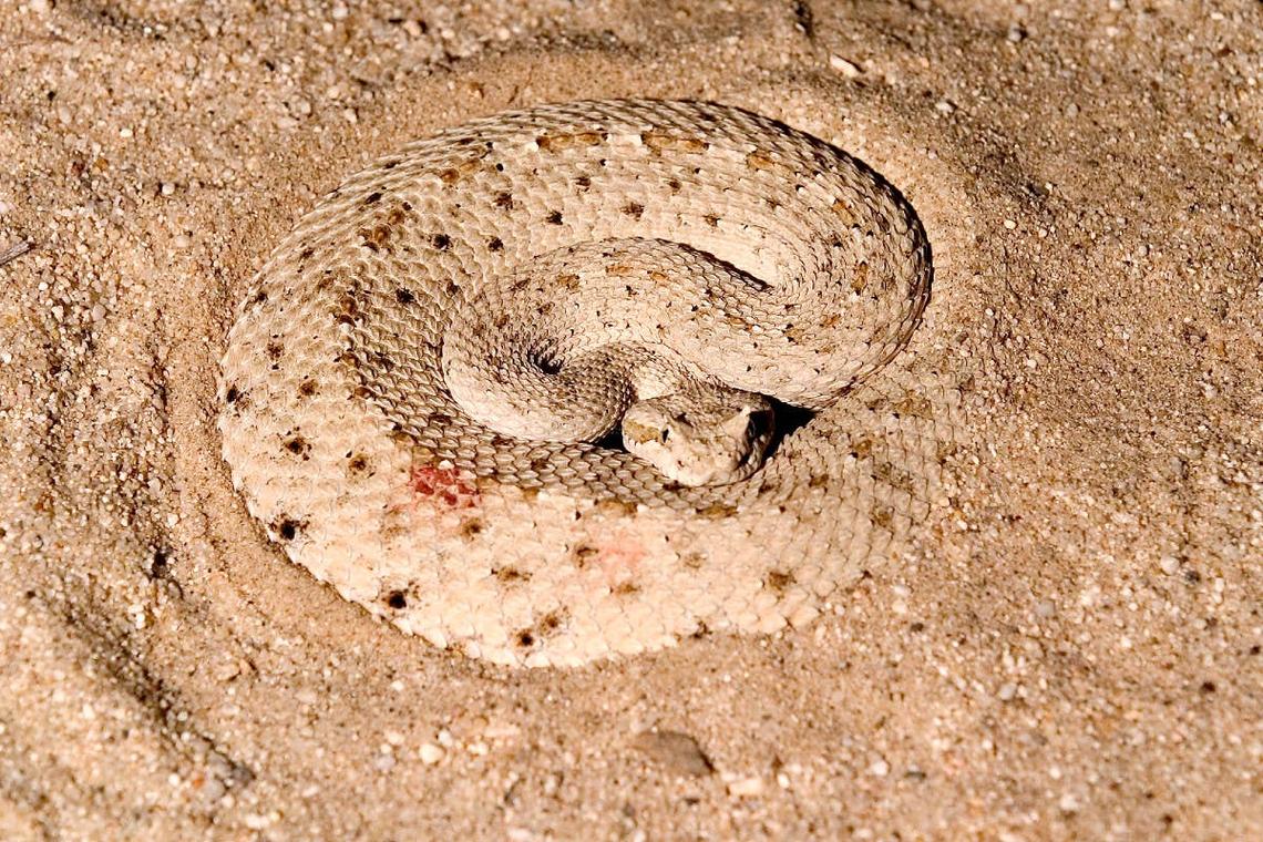  A rattlesnake in the sand n Southern California. 