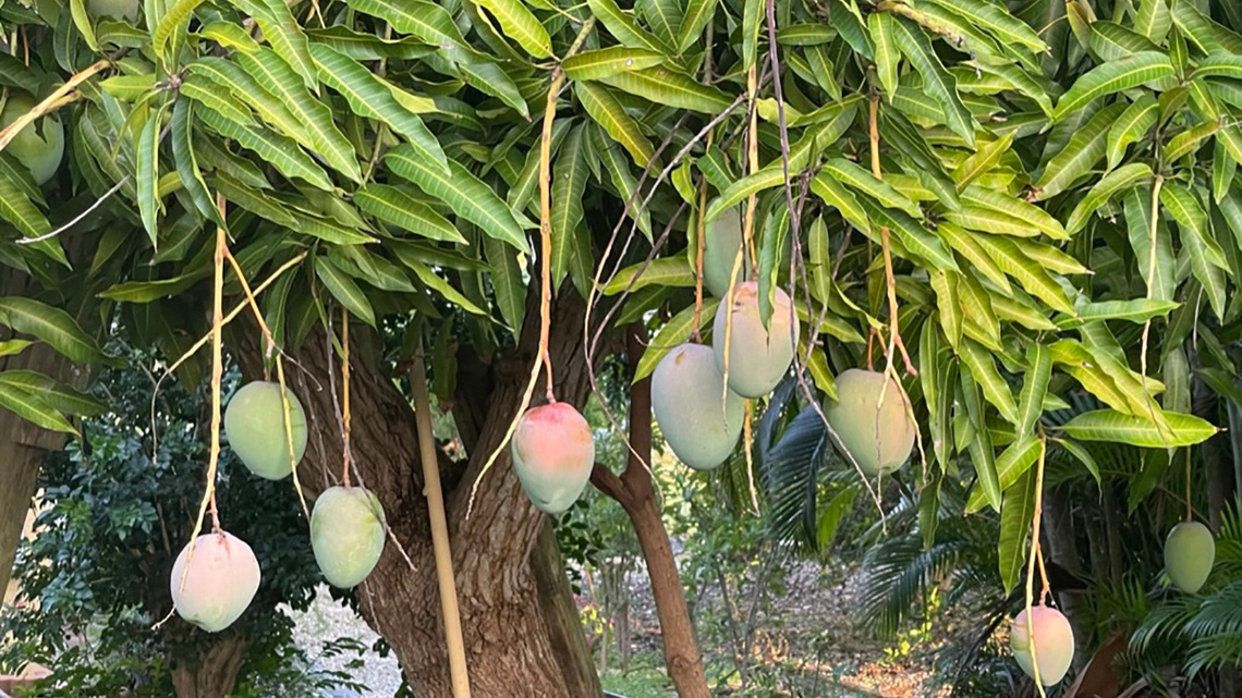 Mangos, pineapples and bananas ripening all over Southwest Florida 