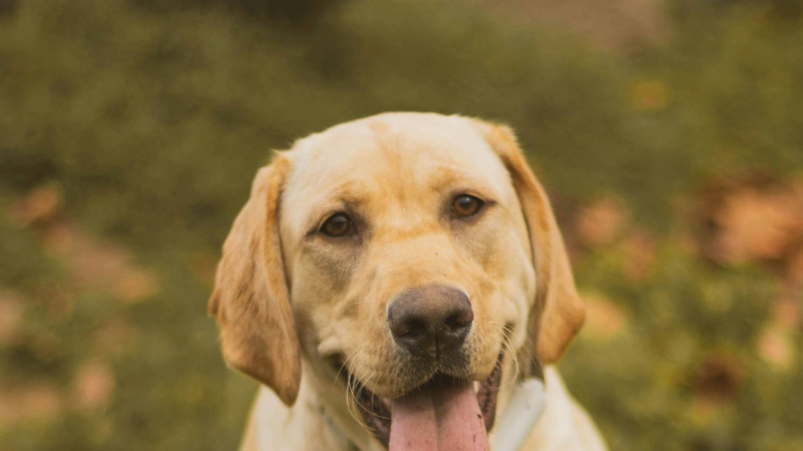 Sweetest Yellow Lab Knows She's a 'Celebrity,' and She's Taking Full Advantage 