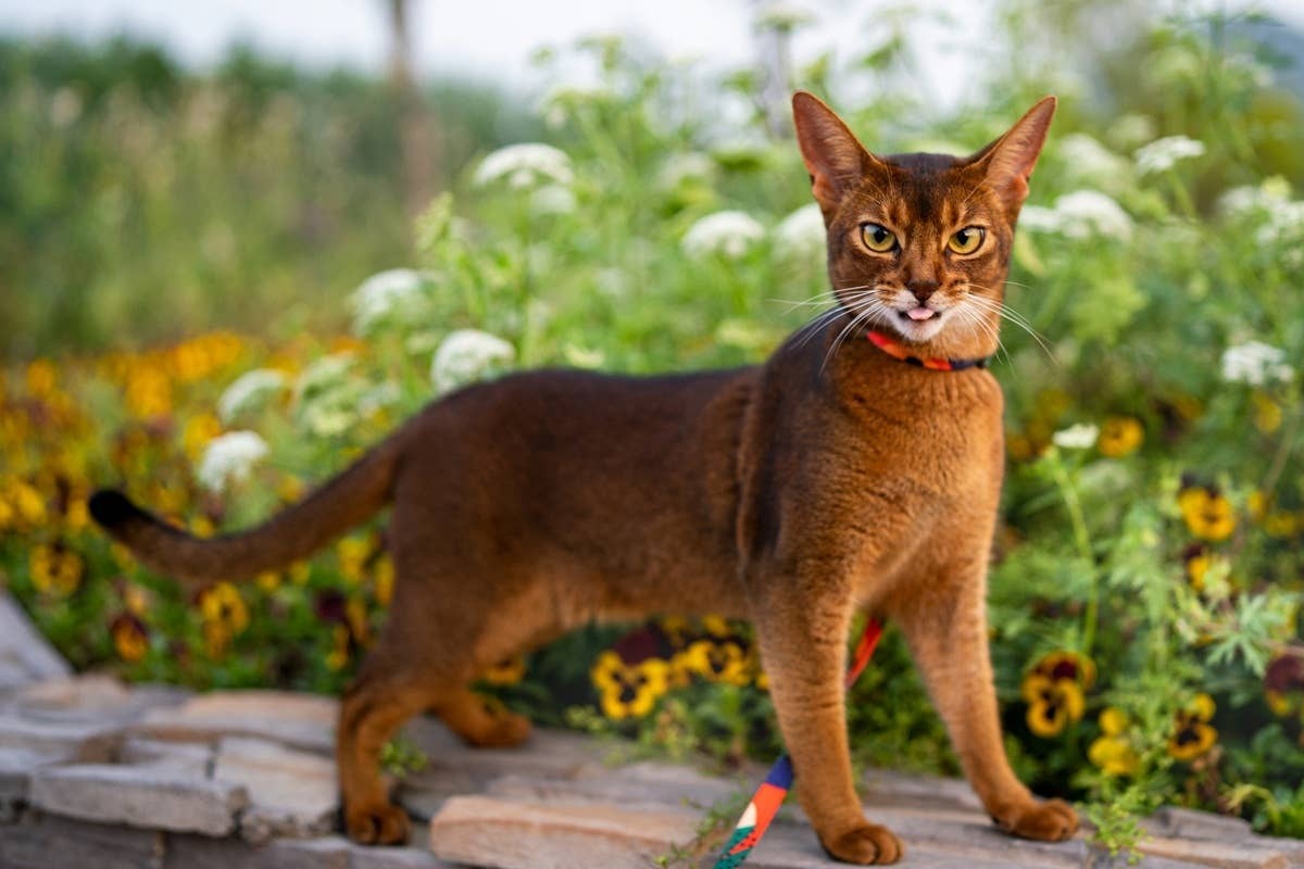  An Abyssinian loving the sunshine.