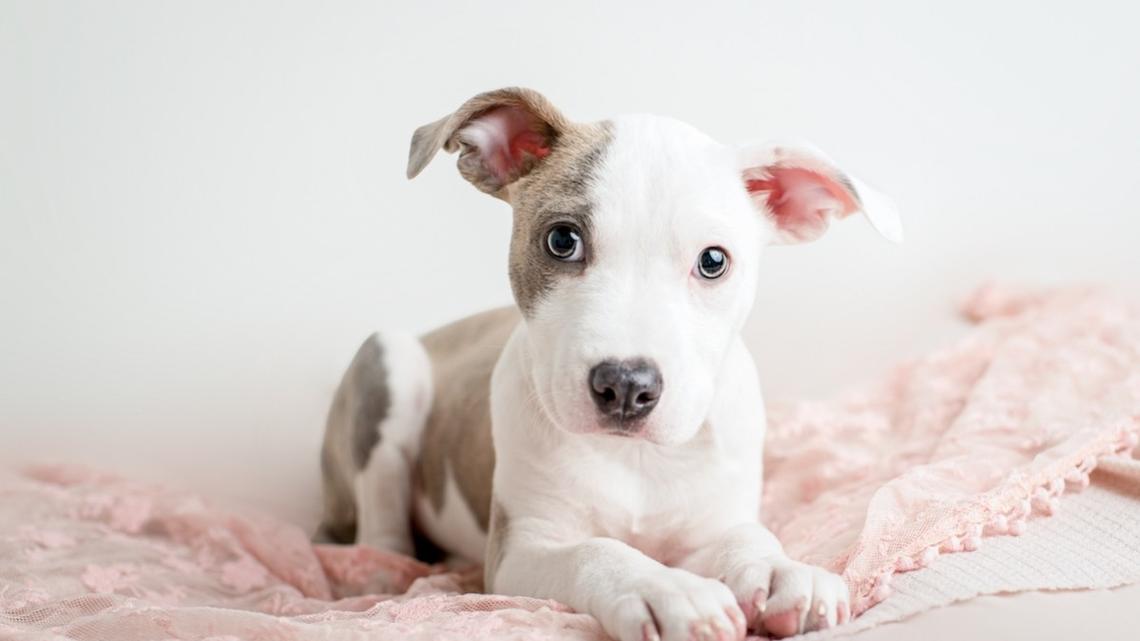 Adorable 'Itty Bitty Foster Pittie' Puppy Refusing to Get Out of Bed Is a Perfect Monday Vibe 