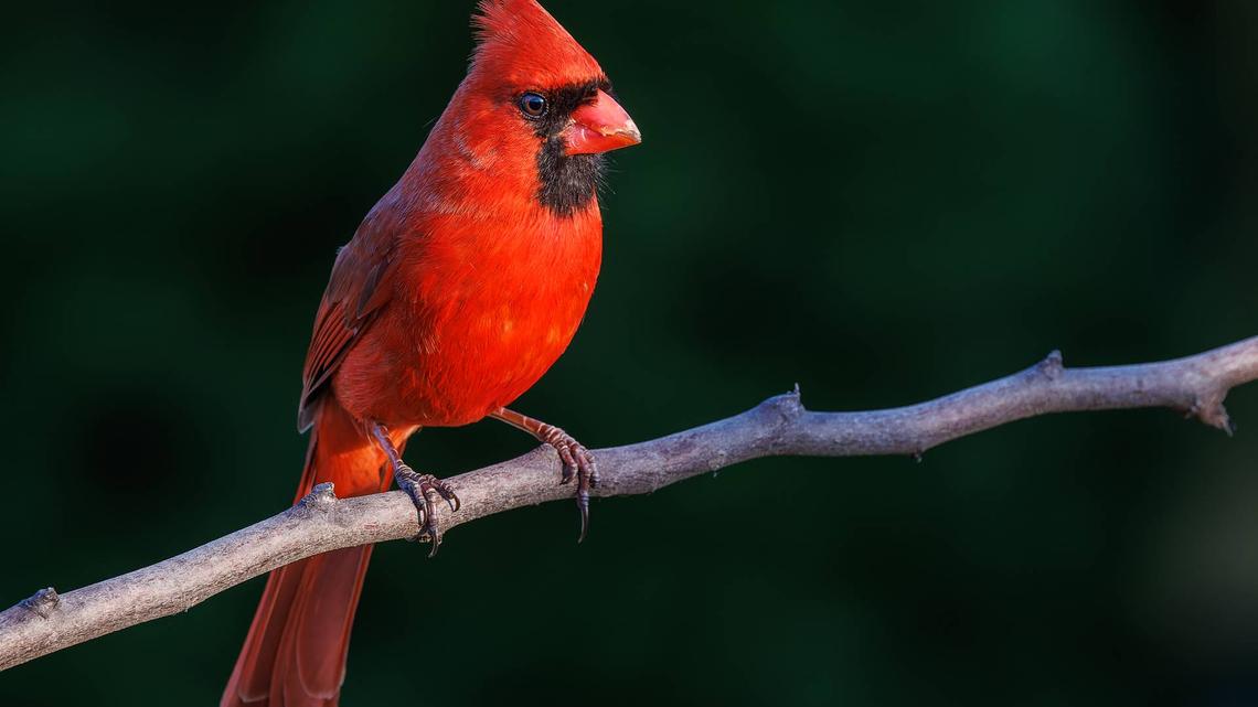 Dying Little Cardinal Didn't Stand a Chance -- Then a Guardian Angel Stepped In 