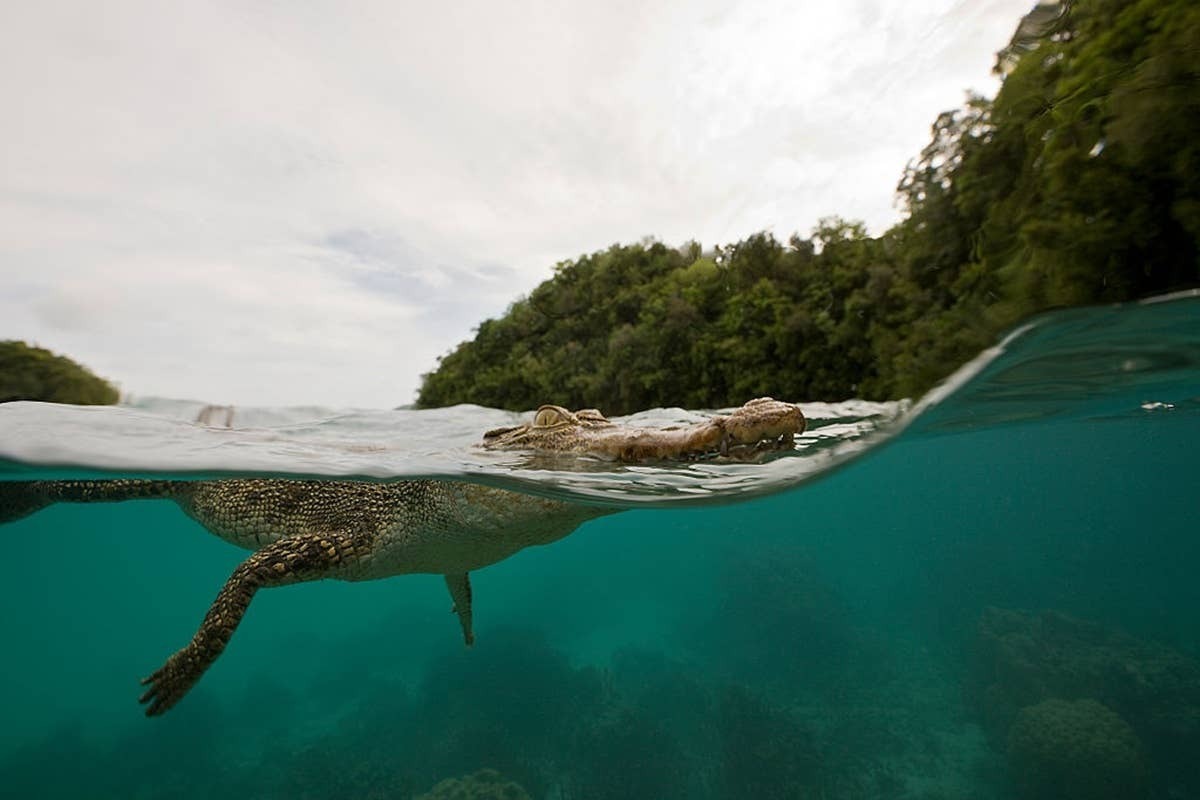  Crocodile sightings in surf regions are typically linked to natural habitat distribution.