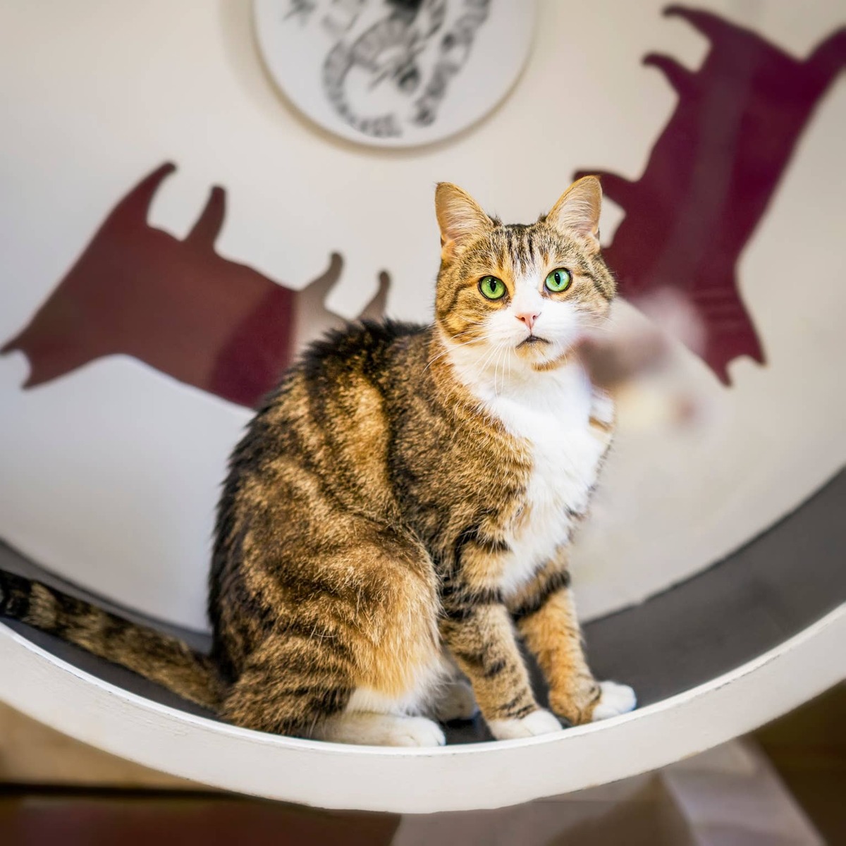  A Tabby cat on an exercise wheel.