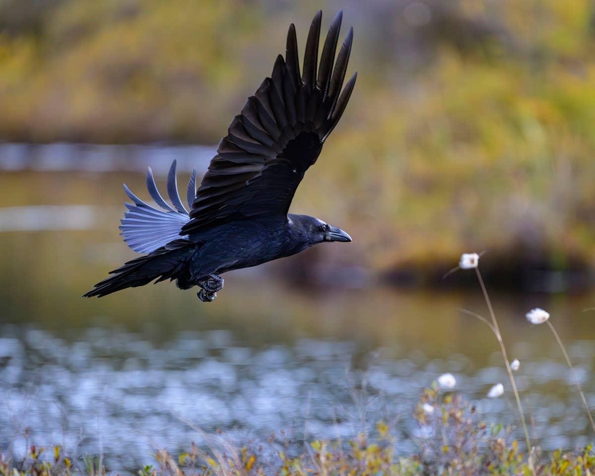  A raven flying, reflecting the resilient personality traits linked to its January birth month.