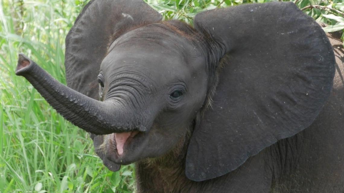 Curious Baby Elephant Adorably Explores Man's Golf Cart in Cute Video 