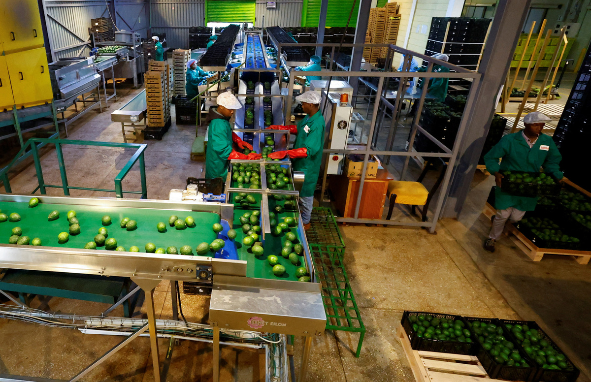 Workers sort avocados for export to Chinese markets, at the Sunripe fresh fruits exporters factory in Limuru district of Kiambu County near Nairobi, Kenya June 4, 2026. REUTERS/Thomas Mukoya