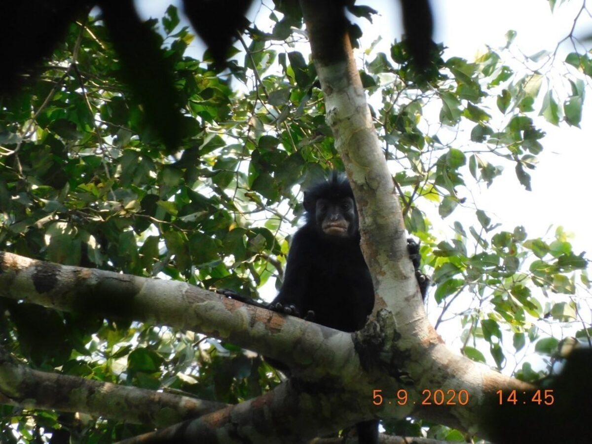  (Junior Amboko / Florida Atlantic University via SWNS) 