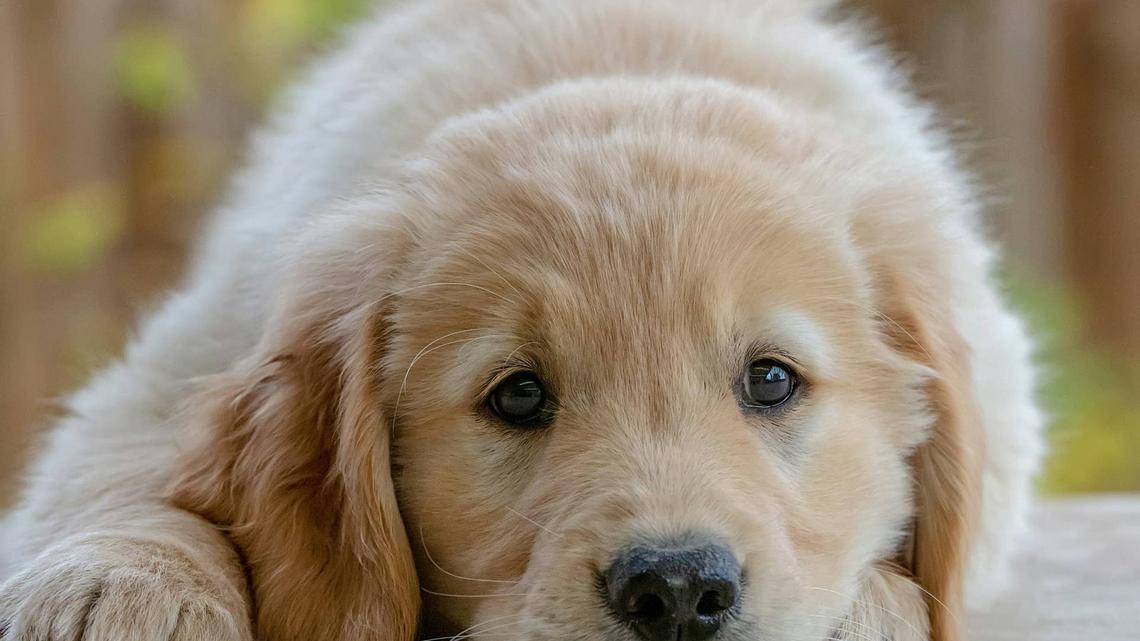 Golden Retriever Puppy Protests Leash Training in the Most Dramatic Way 
