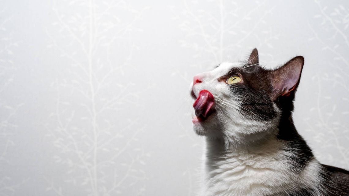 Cat Mom Shares How She Trained Her Pet to Wait for His Food Command to Make Feeding Time Less Chaotic 