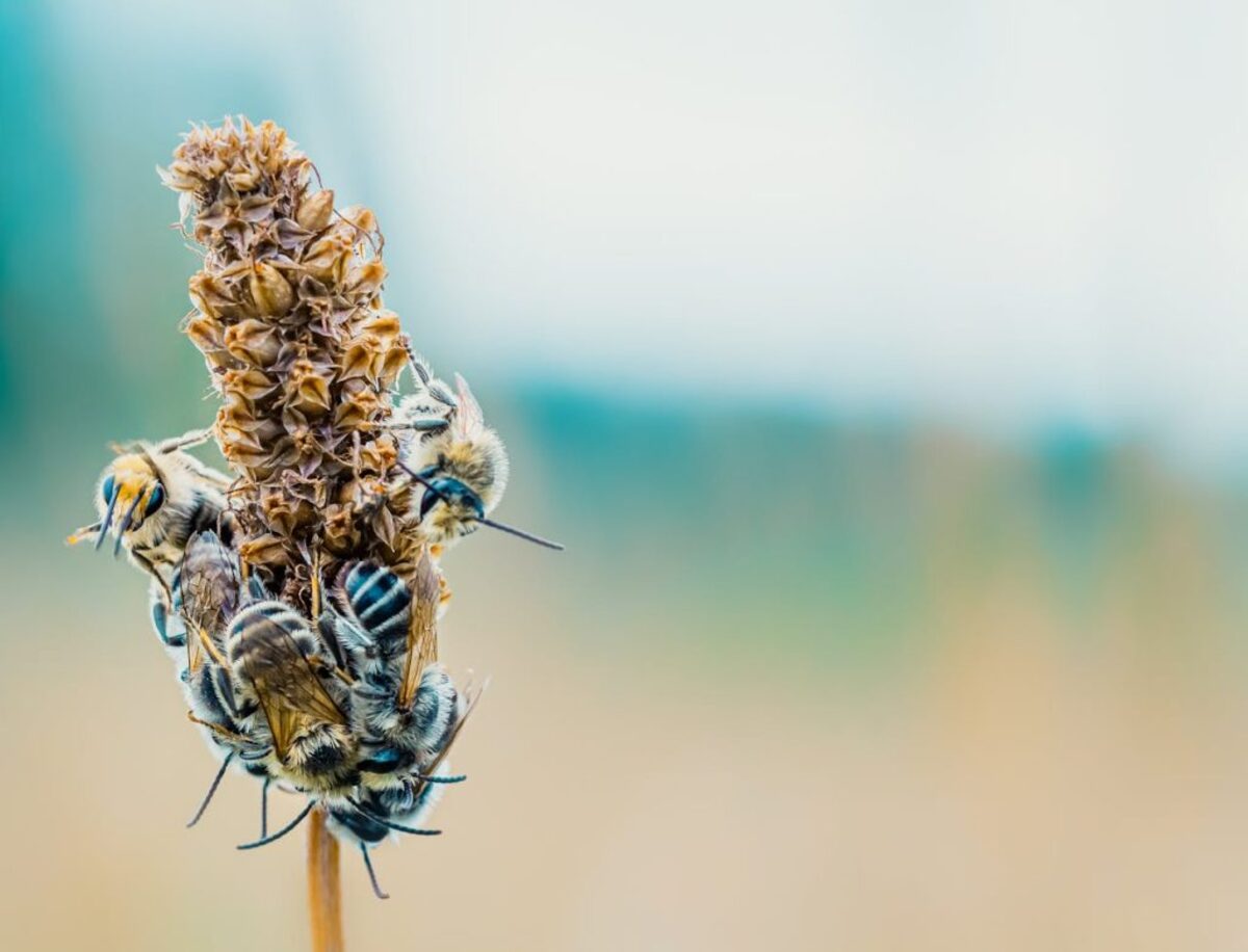  (Photo by Vaidas Vaiciulis via Pexels) 