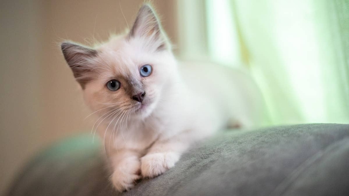 Ragdoll cats are known for their gentle, affectionate nature. 