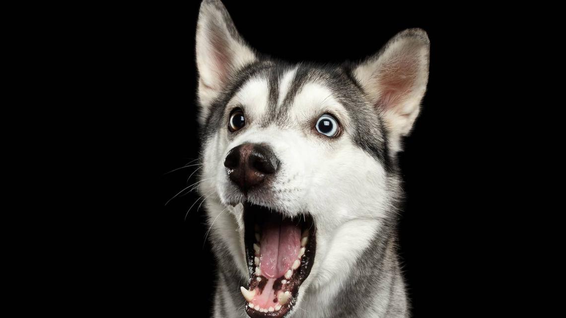 Husky with mouth open.