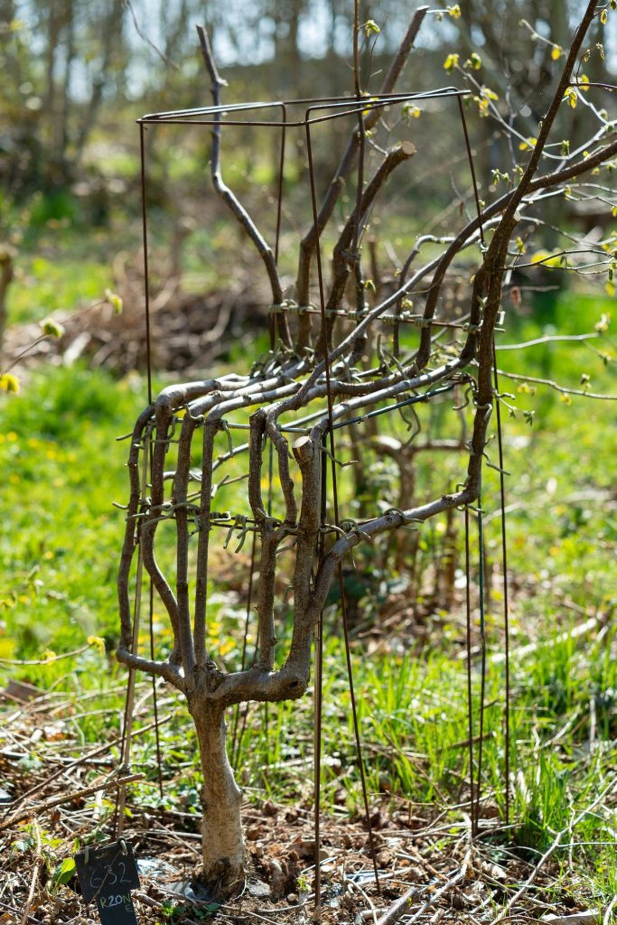  Branches are sliced and their bark brought together so that the shape can grow as one solid form. (Tom Maddick via SWNS) 