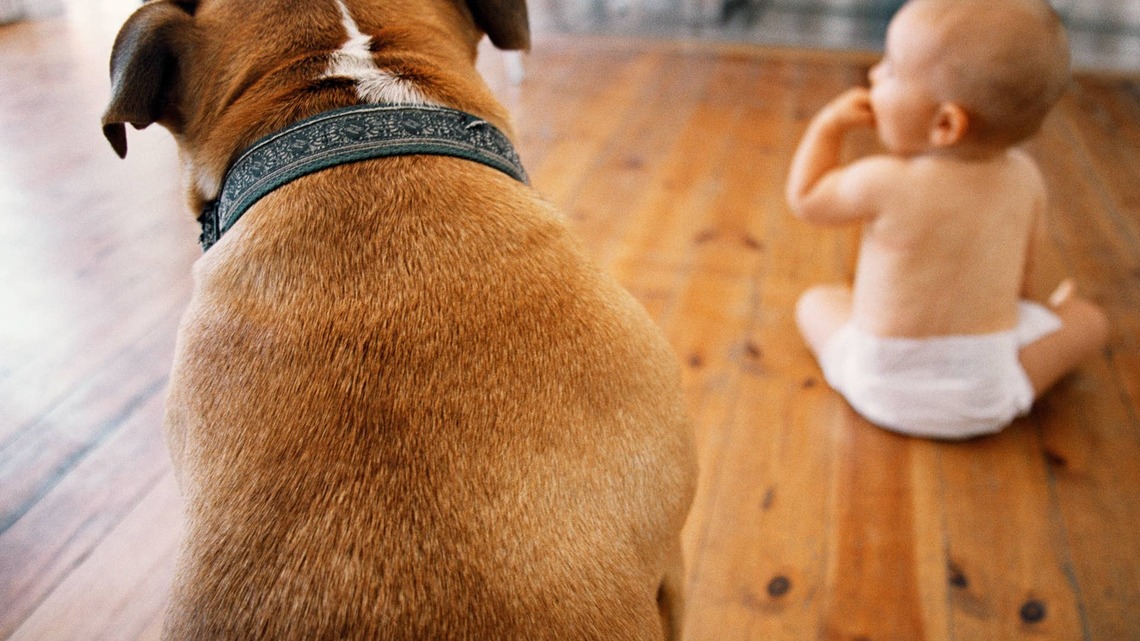 Blue Staffy Has a Full Day Ahead of Them, and It's Too Adorable