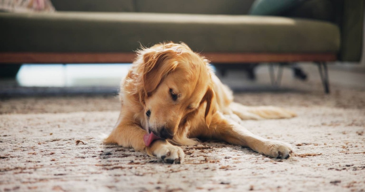  A Golden Retriever licking their front paw.