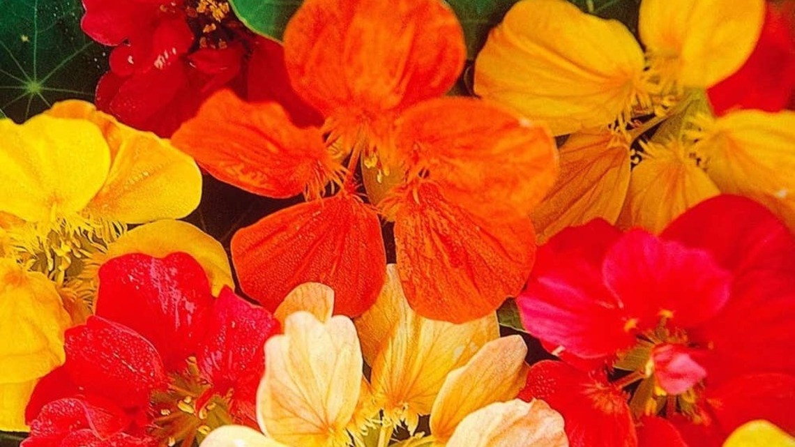 10 Easiest Flowers to Grow From Seed, According to a Gardening Expert 
