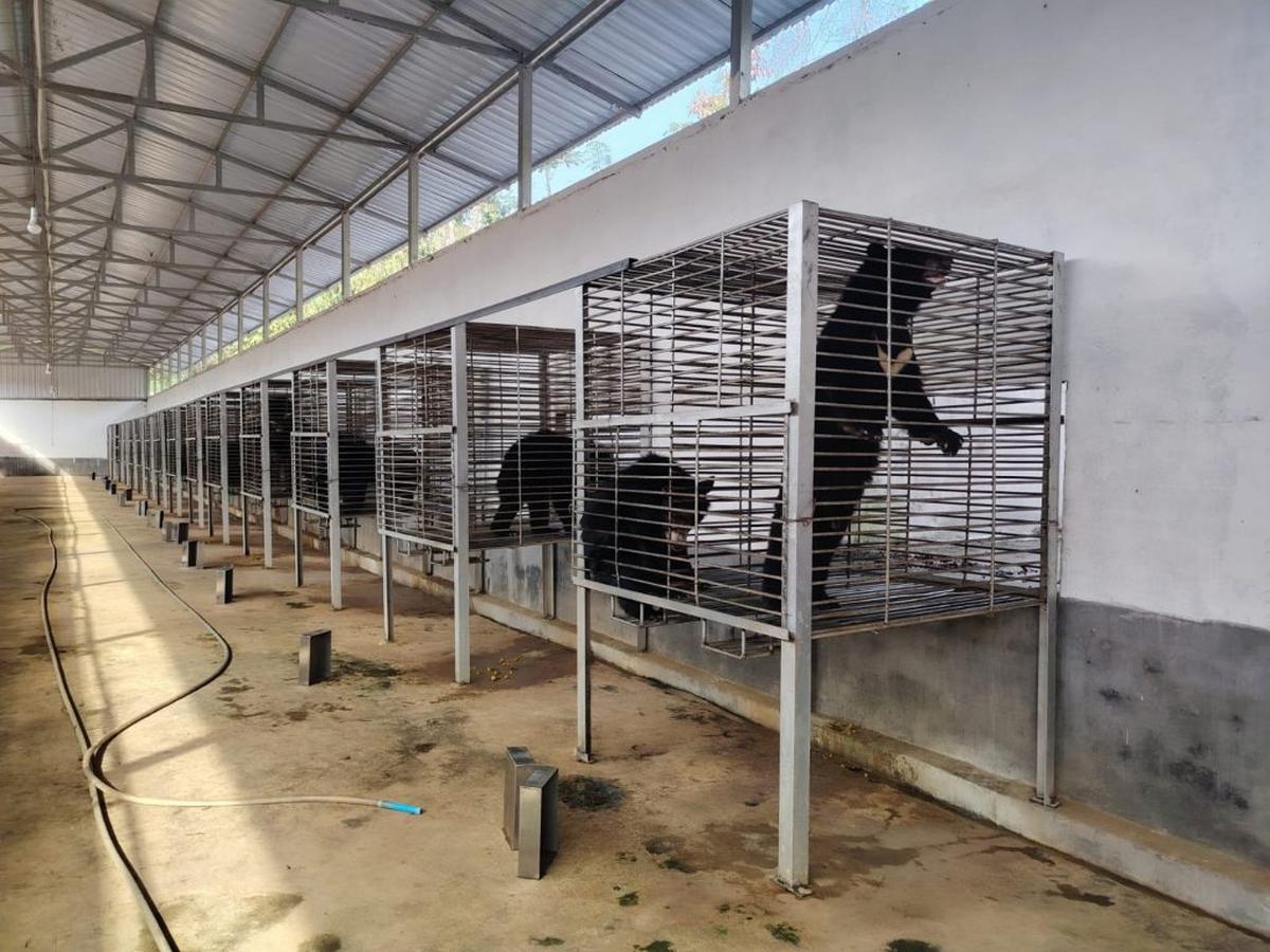  The bears being rescued. (Free the Bears via SWNS) 