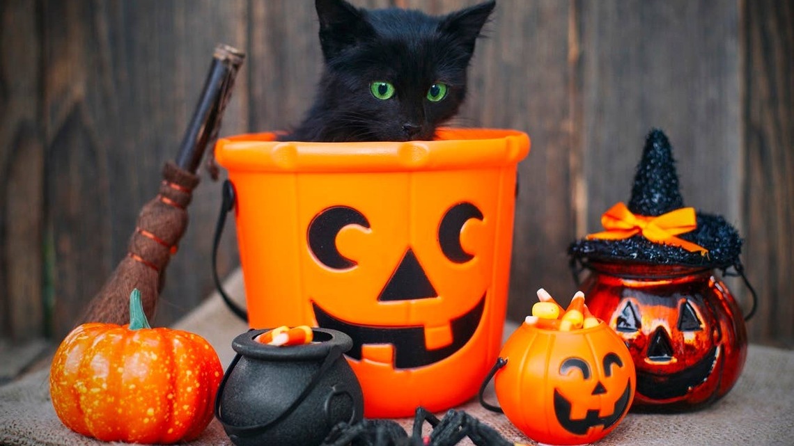 75 Halloween Cat Puns That Will Have You Howling With Laughter 