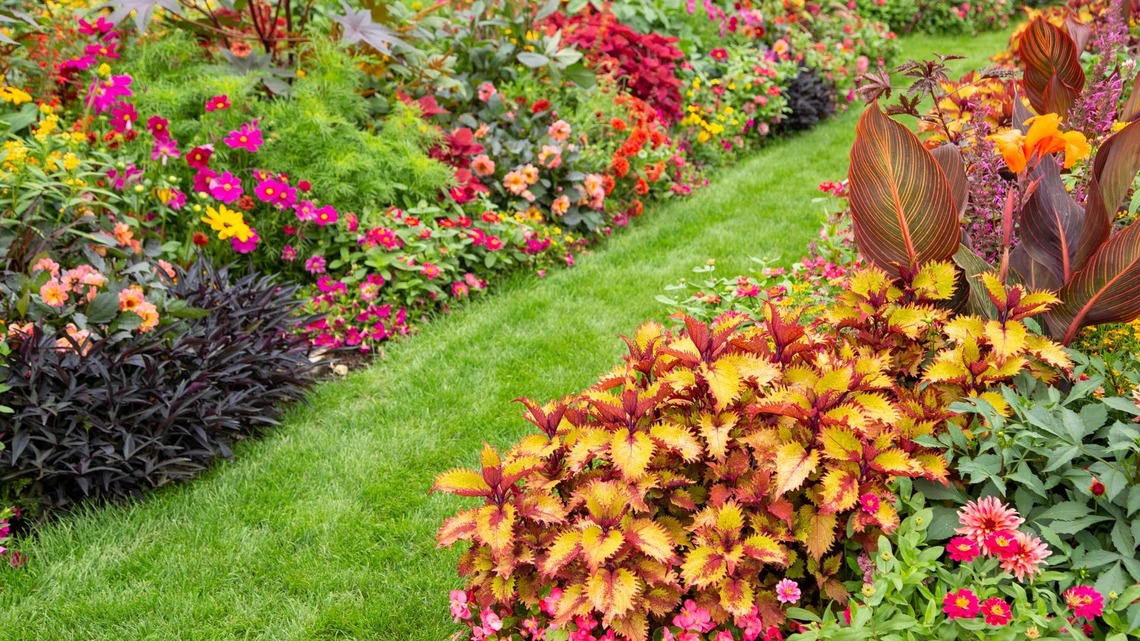 Are Your Flower Beds Looking a Bit Sad? Instantly Refresh Them With These 4 Fall Annuals 