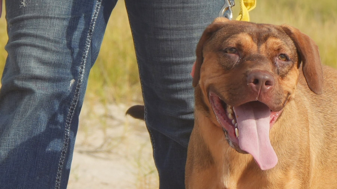 Take your pick from these dogs and cats yearning for a home