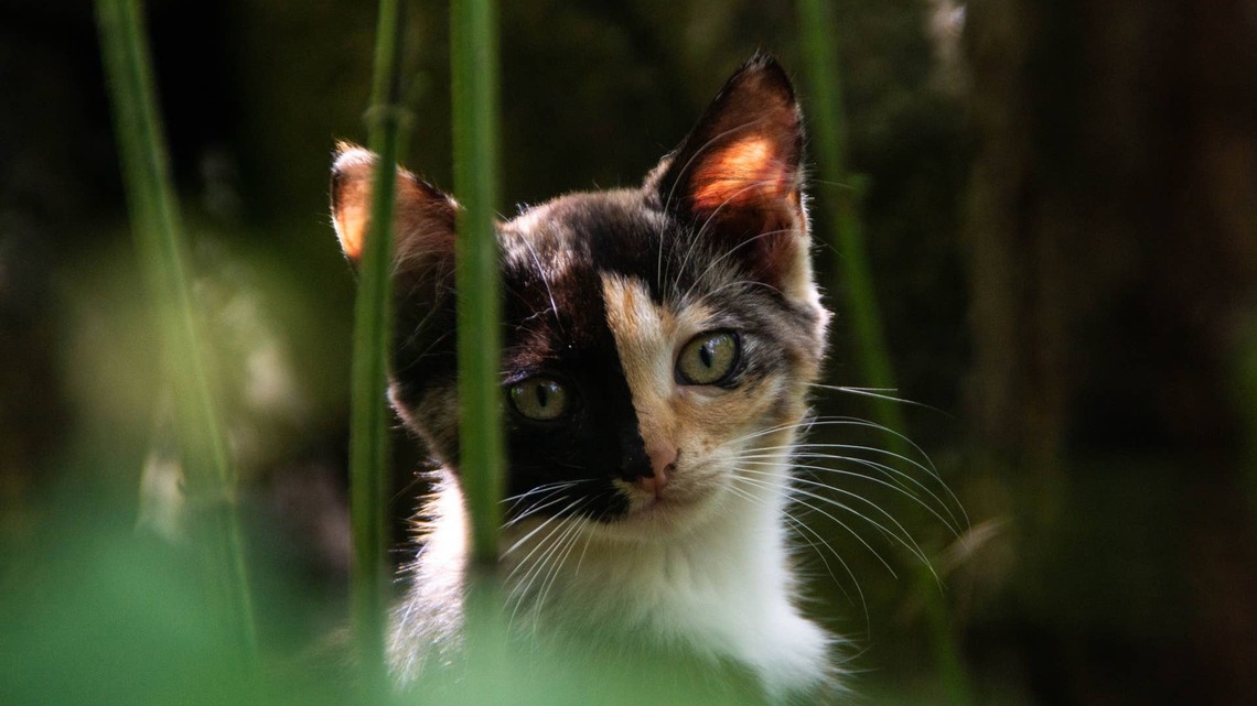 Stunning Split-Faced Kitten Can't Stop Looking at Her Rescuer With Love 