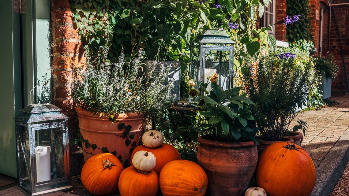 Is It Too Late to Plant Pumpkins? 5 Prettiest Heirloom Varieties to Try in August 