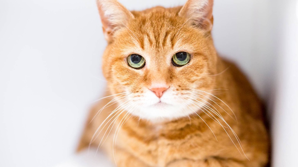 Orange Cat Named Chuck Is Totally Fed up With a Kid's Tantrum: 'He's Judging Your Parenting' 