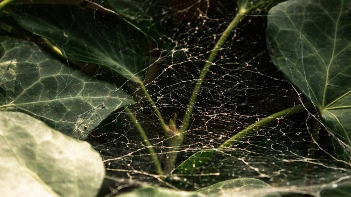 Look for These 5 Early Signs of Spider Mites to Stop a Full-Blown Infestation in Its Tracks 
