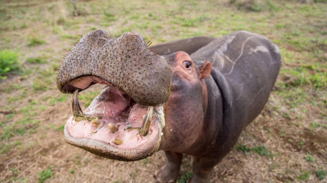 Cincinnati Zoo Teaches Fritz the Hippo To 'Speak'-and People Are Impressed 