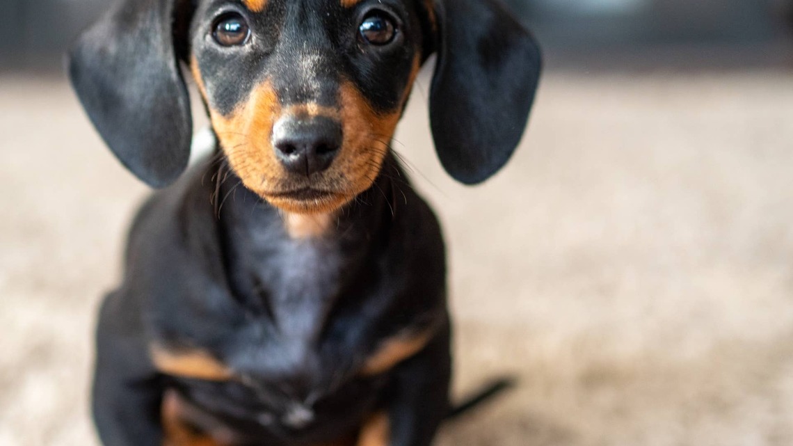Tiny Dachshund Puppy Is Completely Fooled by a Buzzing Bee on the Screen 