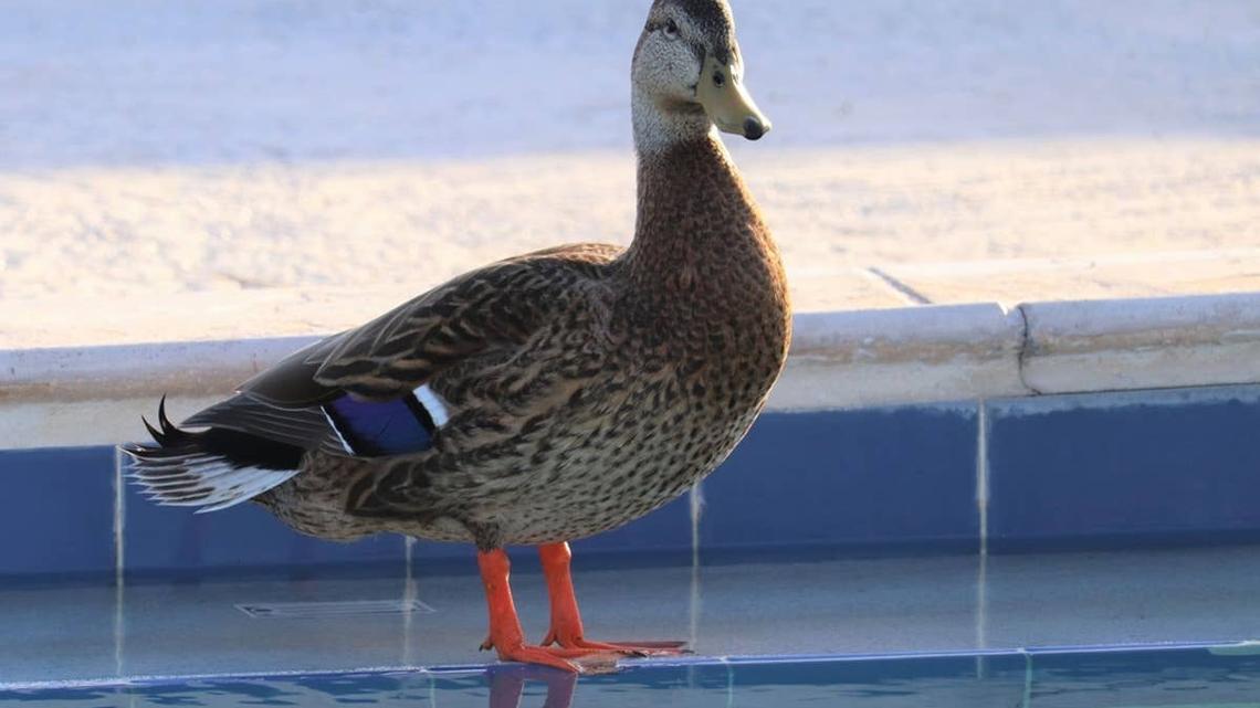 This Farmer Made a Water Park for His Pet Ducks, and It's So Precious 