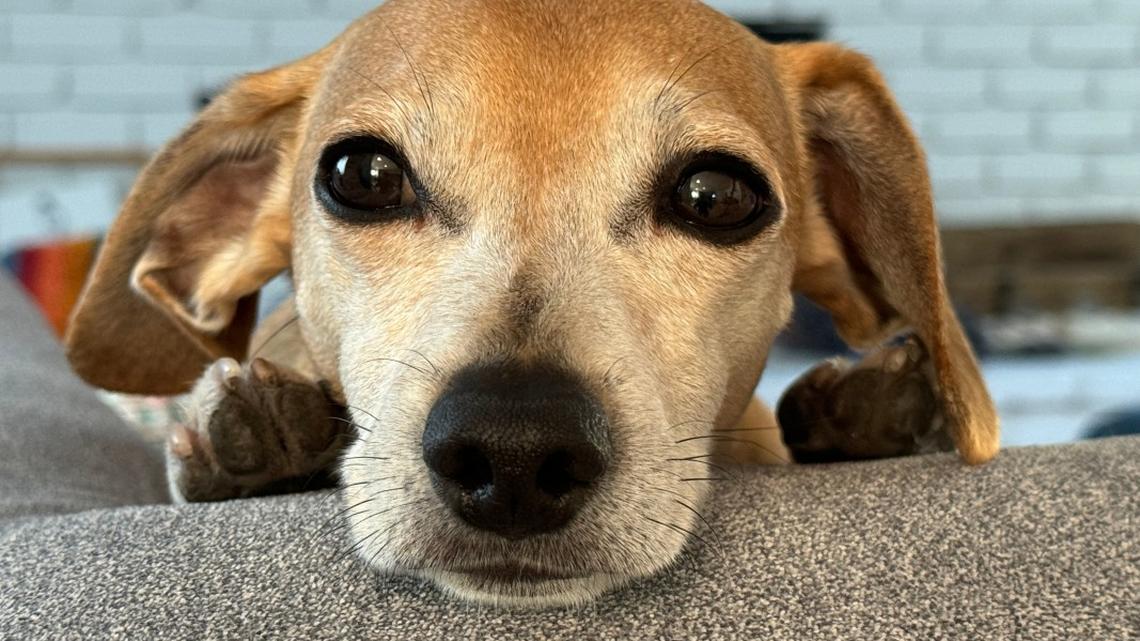16-Year-Old Dachshund Mix's Sweet Encounter With Toddlers Will Make Your Day 