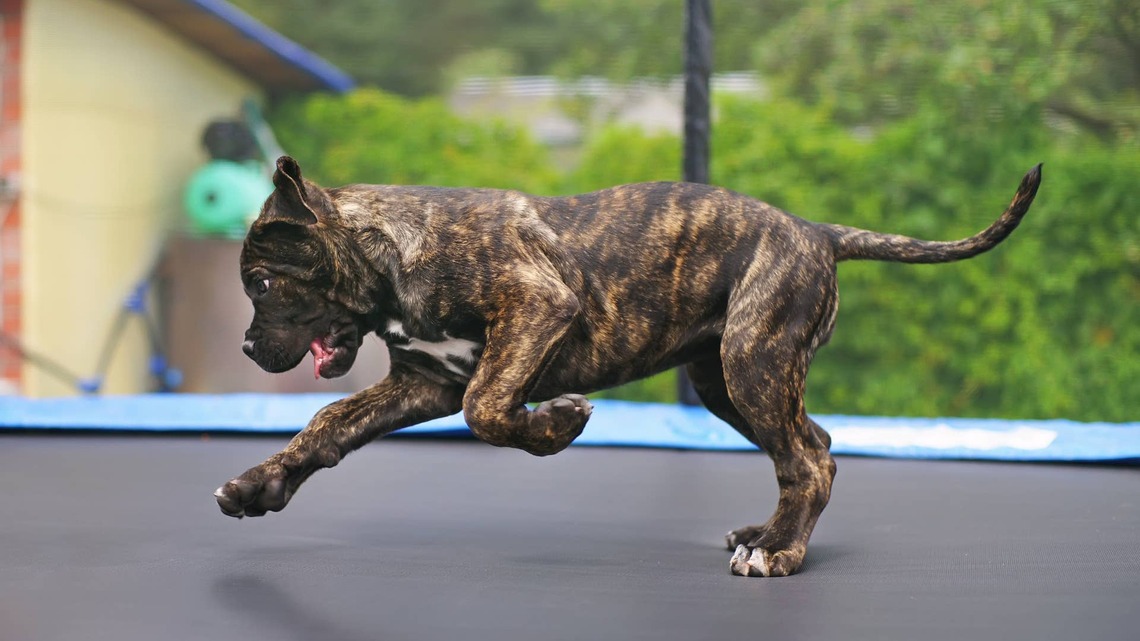 American Bully Is Left Alone With a Trampoline and a Dream-and He Jumps Right In 