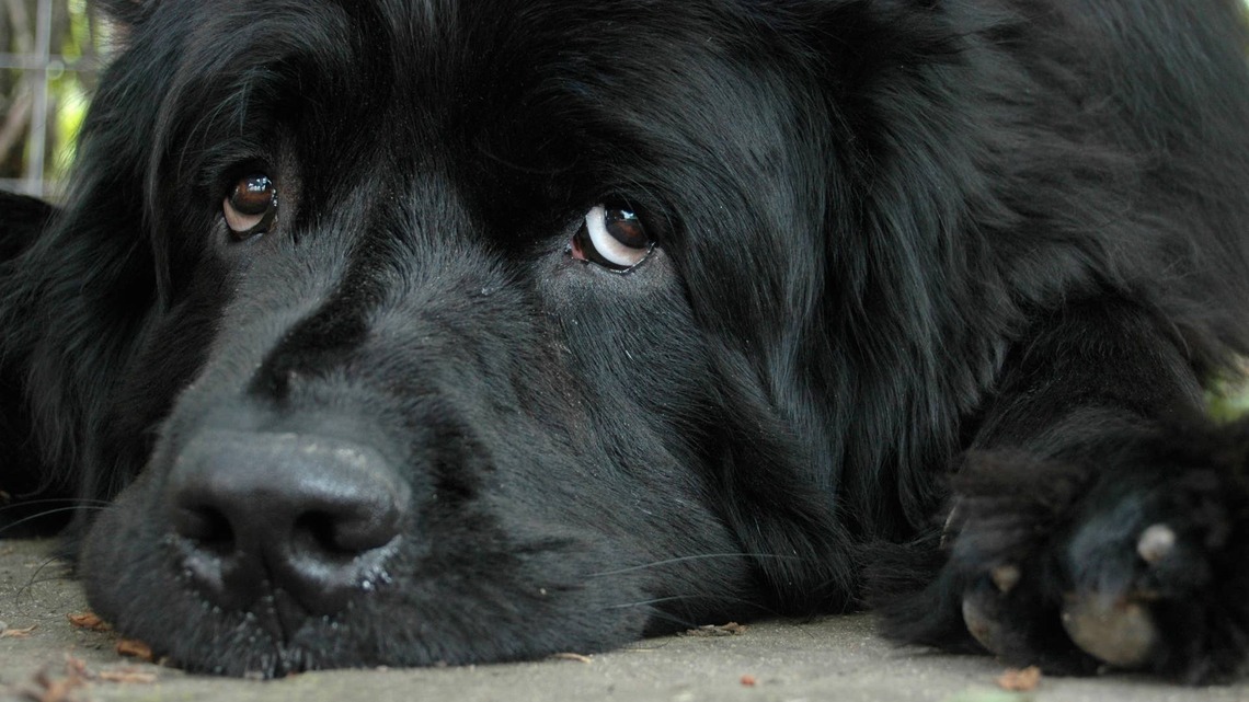 Grieving Newfoundland Is So Heartbroken Over Grandma's Passing He Refuses To Go Inside Her House 