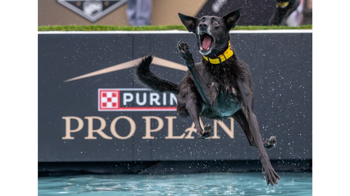 Stalker, a 9-year-old mix breed, leaps into the pool while competing in a diving dog qualifier during the Purina Incredible Dog Challenge in Huntington Beach on Friday, June 19, 2026. (Photo by Jeff Antenore, Orange County Register/SCNG)