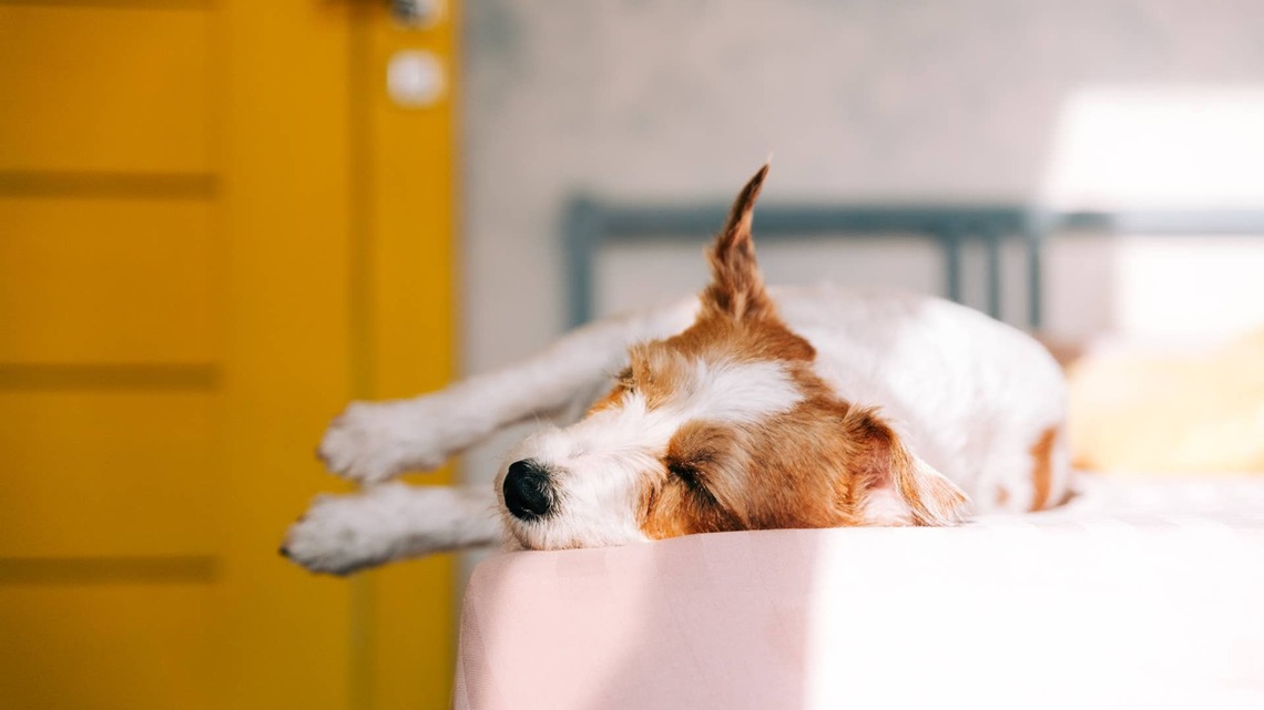 Petsense Just Upgraded This Fan-Favorite Plush Pet Bed-and It's Still Only $10 