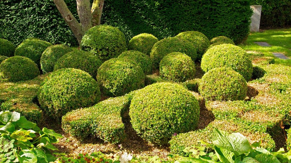 Are Your Boxwoods Struggling? Landscape Designers Explain What's Killing Them 