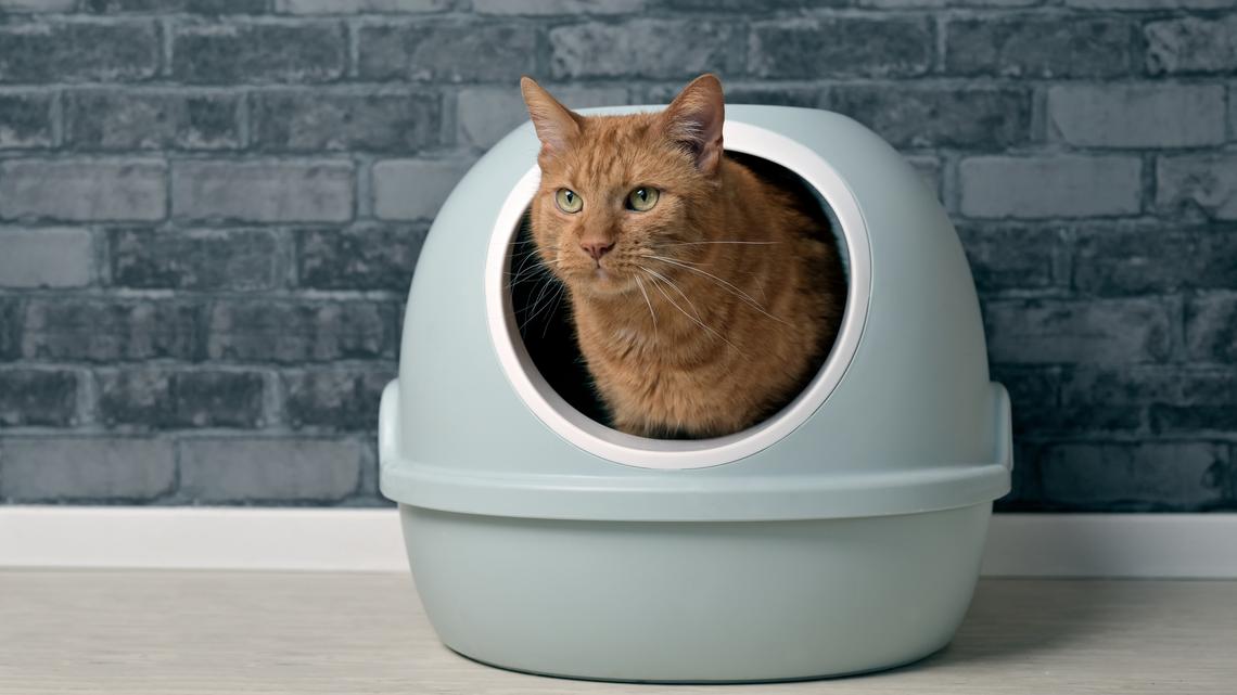 Smart Litter Boxes Make Cat Parenting Easier, And We Found 6 Affordable Options on Amazon 