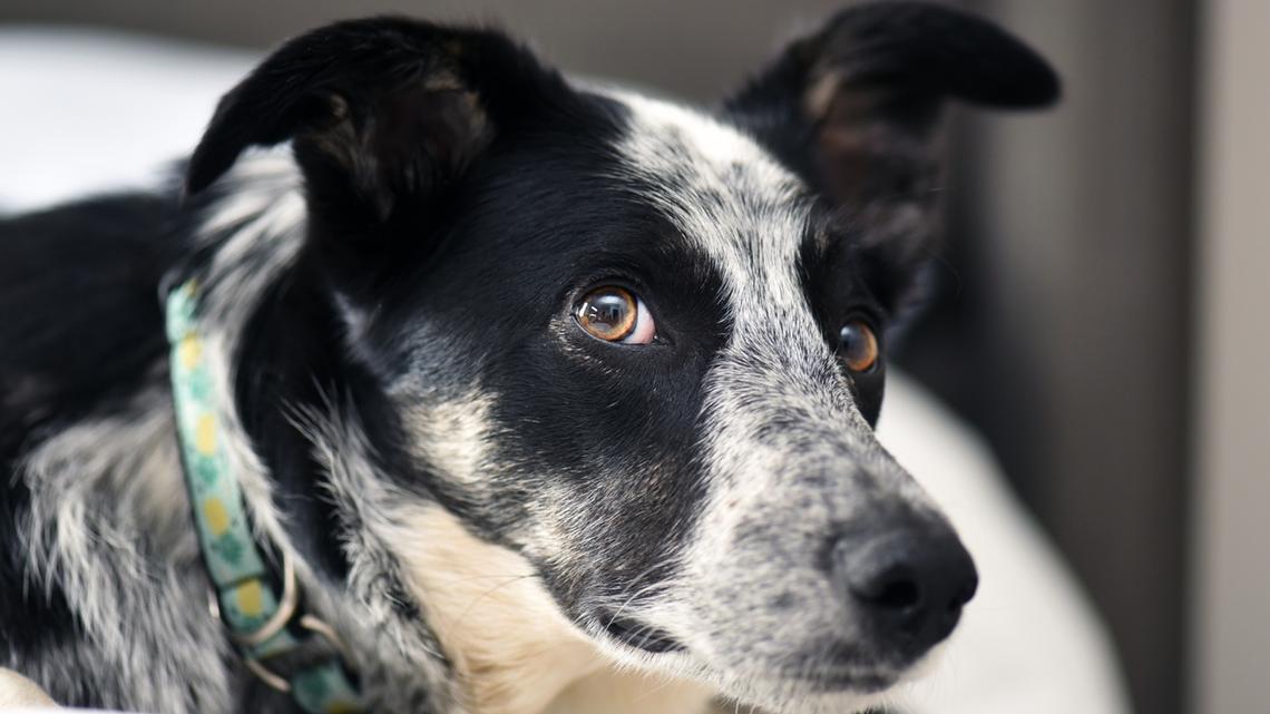 20-Year-Old Dog's Sweet Aging Journey Is Quietly Breaking Hearts 