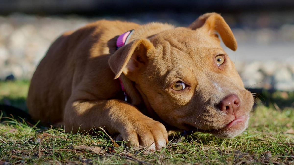 Pit bull puppy laying on the grass. 