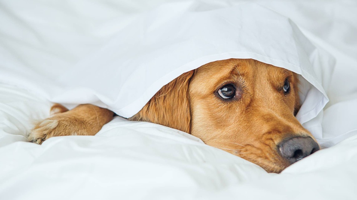 Golden Retriever Embarrassed by Shaved Face Has the Cutest Pout Position 